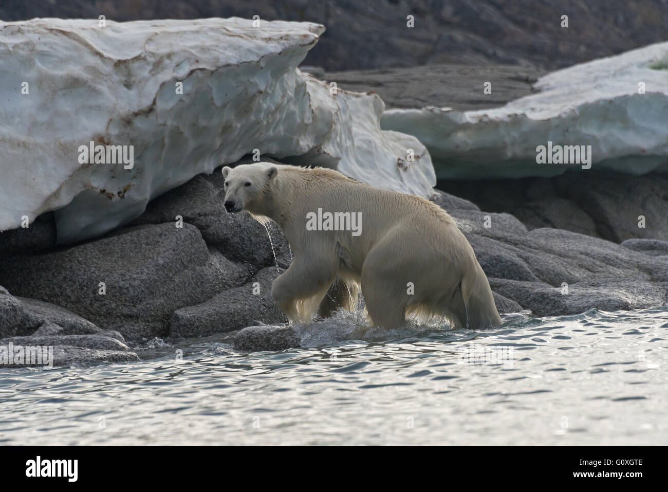 Ein Eisbär tropfnass wie es klettert aus dem Wasser bei Chermsideoya auf Nordaustlandet, Svalbard Stockfoto