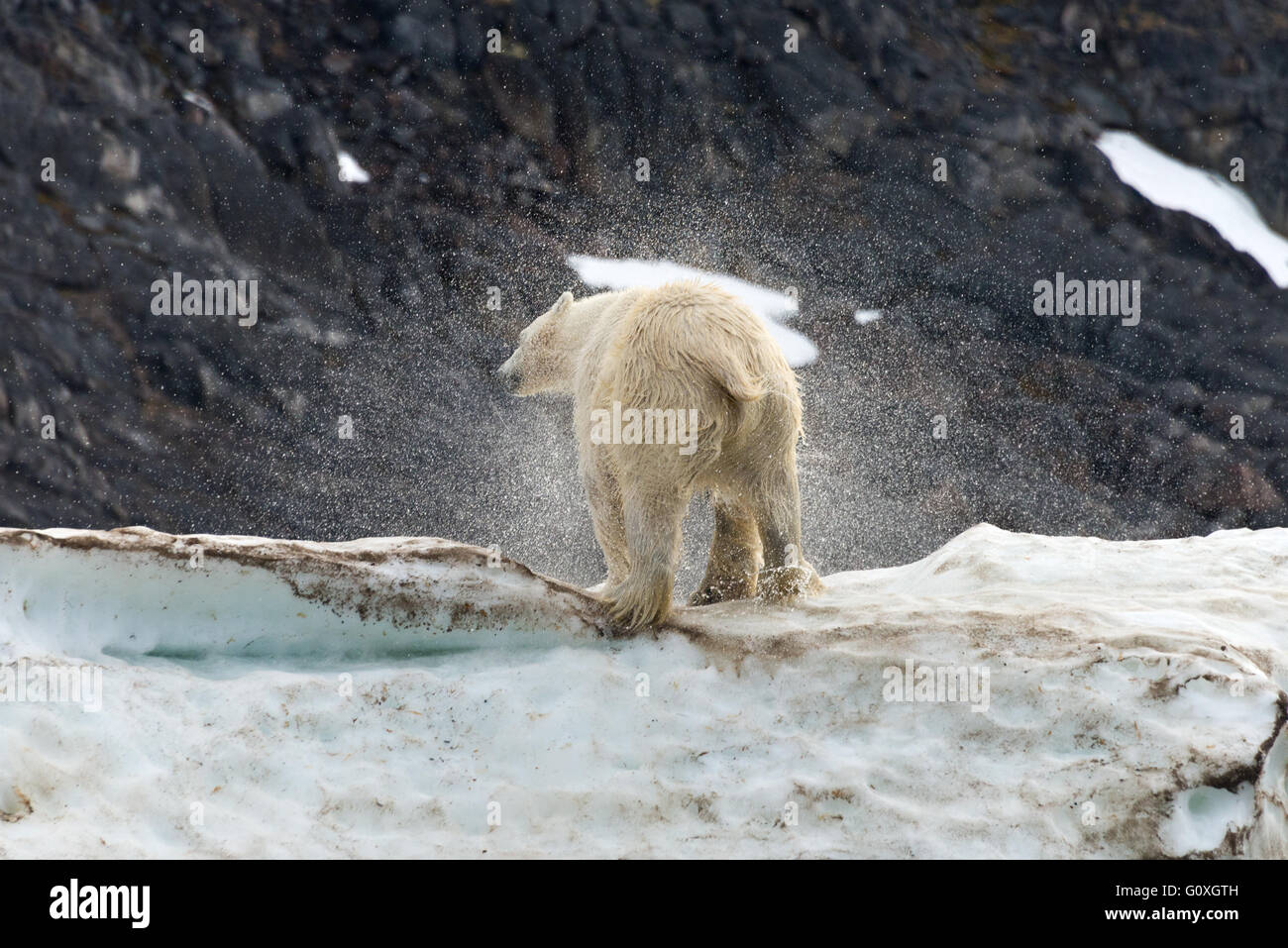 Ein Eisbär Schütteln des Wassers, die gerade aus dem Meer bei Chermsideoya kletterte auf Nordaustlandet, Svalbard Stockfoto