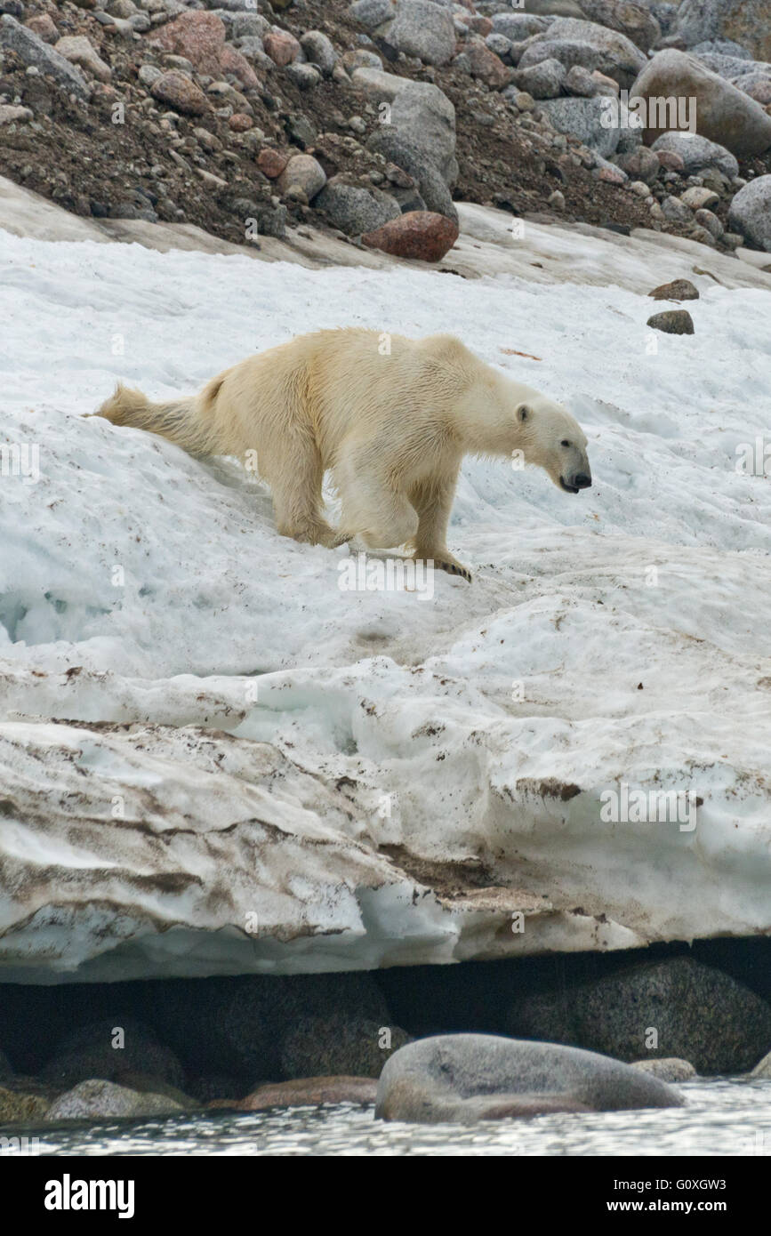 Ein Eisbär rutscht eine Bank von Schnee direkt über den Rand des Wassers bei Chermsideoya auf Nordaustlandet, Svalbard Stockfoto