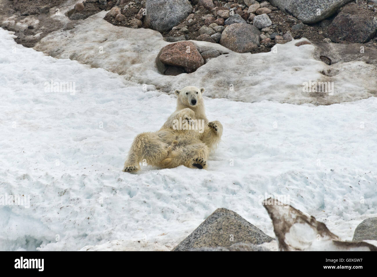 Ein Eisbär wälzen im Schnee direkt über den Rand des Wassers bei Chermsideoya auf Nordaustlandet, Svalbard Stockfoto