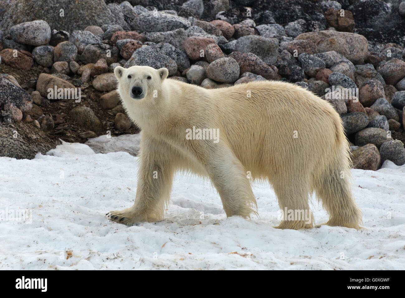 Ein Eisbär zu Fuß entlang einer Bank von Schnee am Rand Wassers bei Chermsideoya auf Nordaustlandet, Svalbard Stockfoto