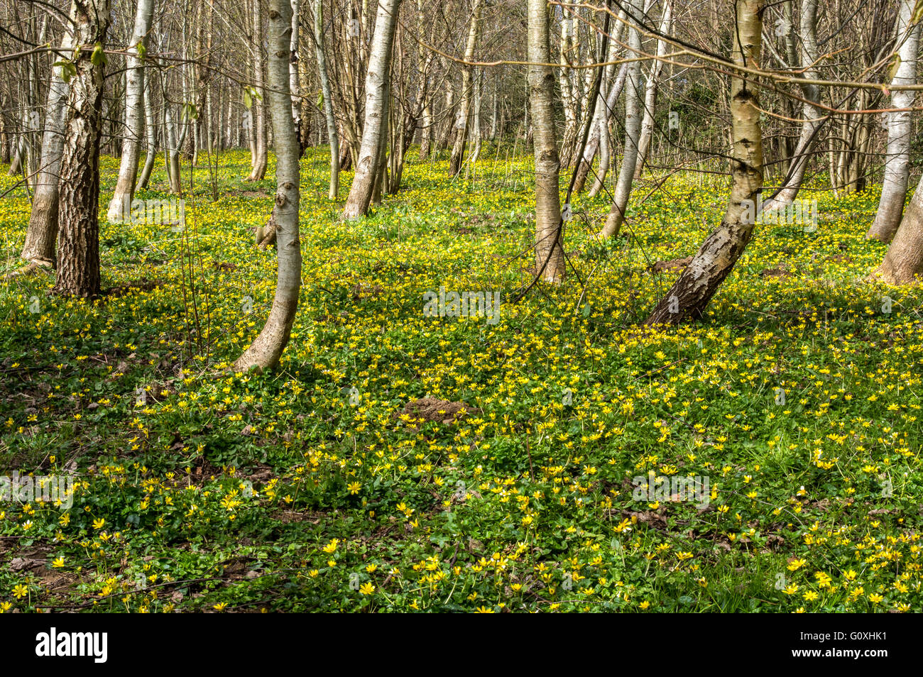 Ein junger Wald im zeitigen Frühjahr mit kleinen Schöllkraut bodenbedeckend Stockfoto