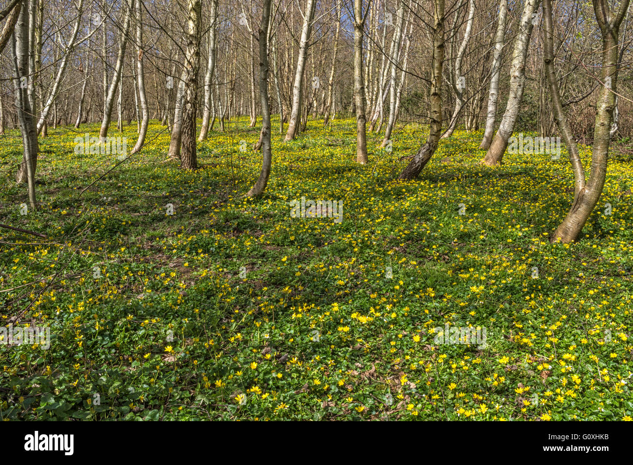 Ein junger Wald im zeitigen Frühjahr mit kleinen Schöllkraut bodenbedeckend Stockfoto