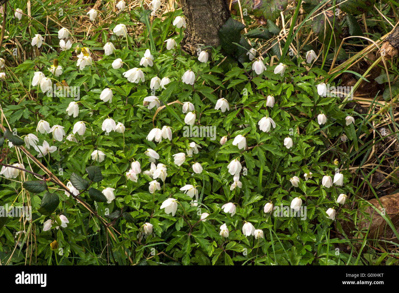 Gemeinsame Frühjahr Blume Wald Stockfoto