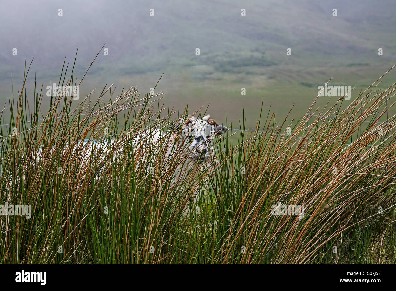 Ein sheepish Schafe in der Nähe von weiden im hohen Gras und Nebel Nebel, Irland land Europa, POV, Perspektive, lustige Tiere auf dem Bauernhof, MB 11.78 MB 300 ppi Stockfoto