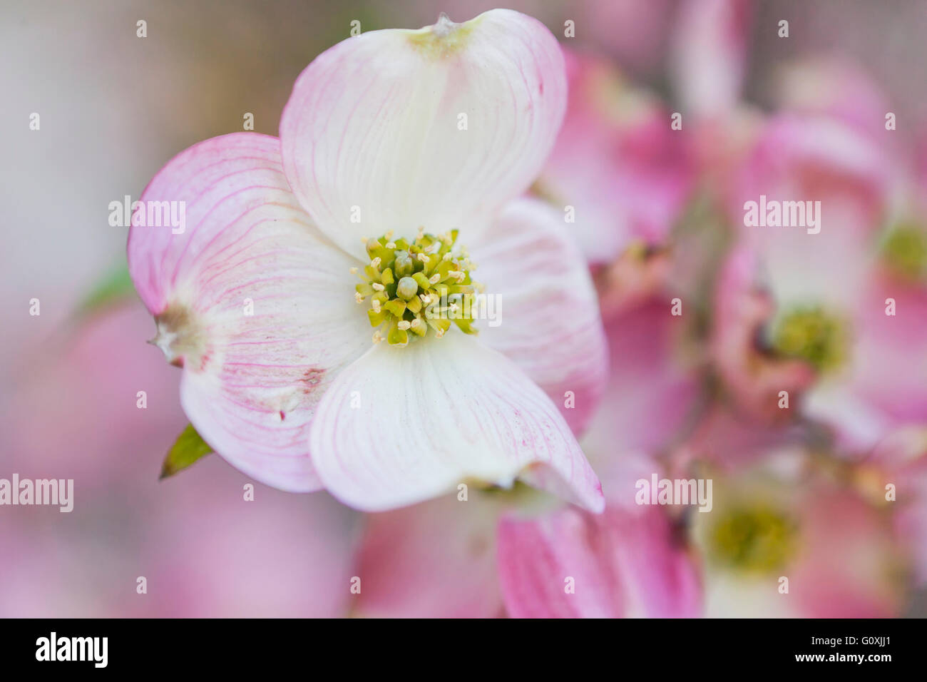 Rosa Hartriegel (Cornus Florida Rubra) Blumen Closeup - Virginia USA Stockfoto