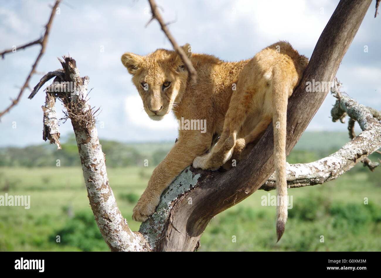 Löwenjunges im Baum Stockfoto