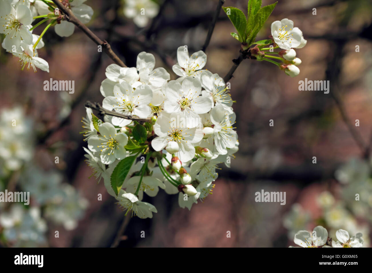 Schön Blühender Zweig der Kirsche am sonnigen Frühlingstag Stockfoto