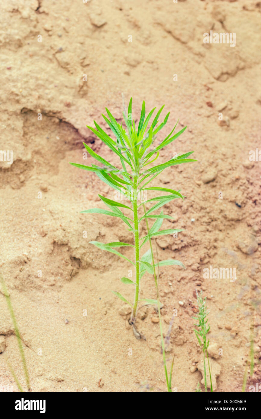 Schöne junge grüne Pflanze in hellen sand Stockfoto