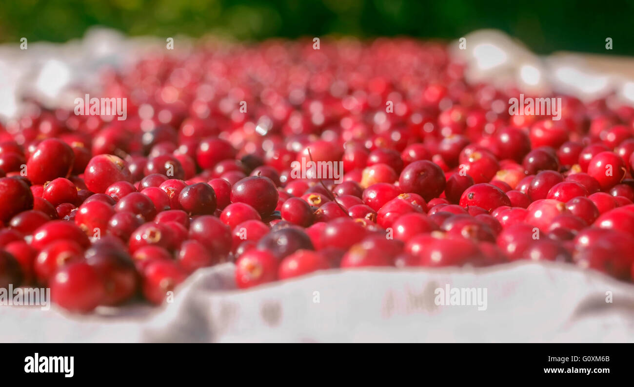 Schöne frische rote Reife Cranberries im Sonnenlicht Stockfoto