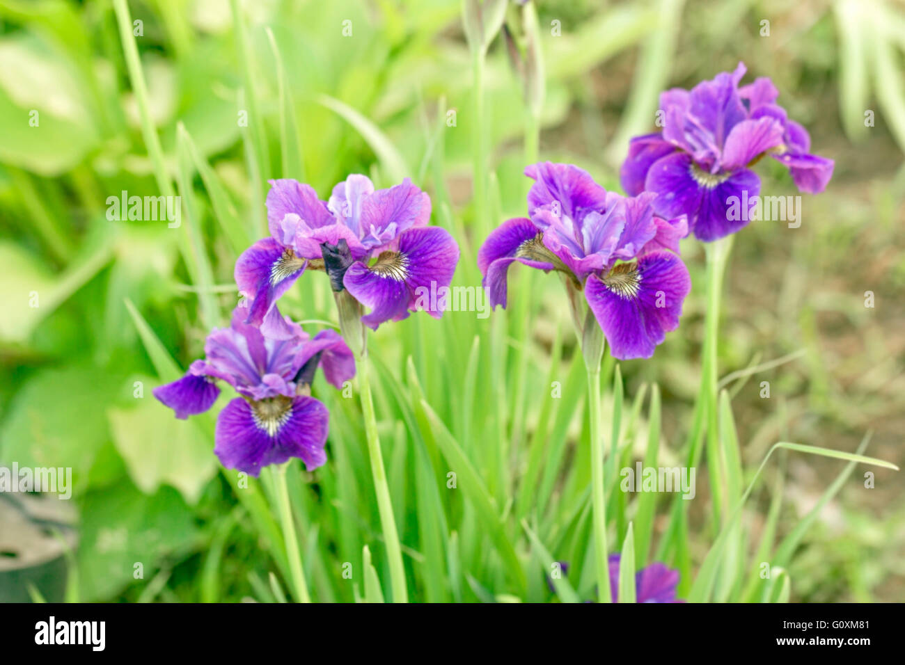 Schönheit lila Schwertlilien im grünen Sommergarten Stockfoto
