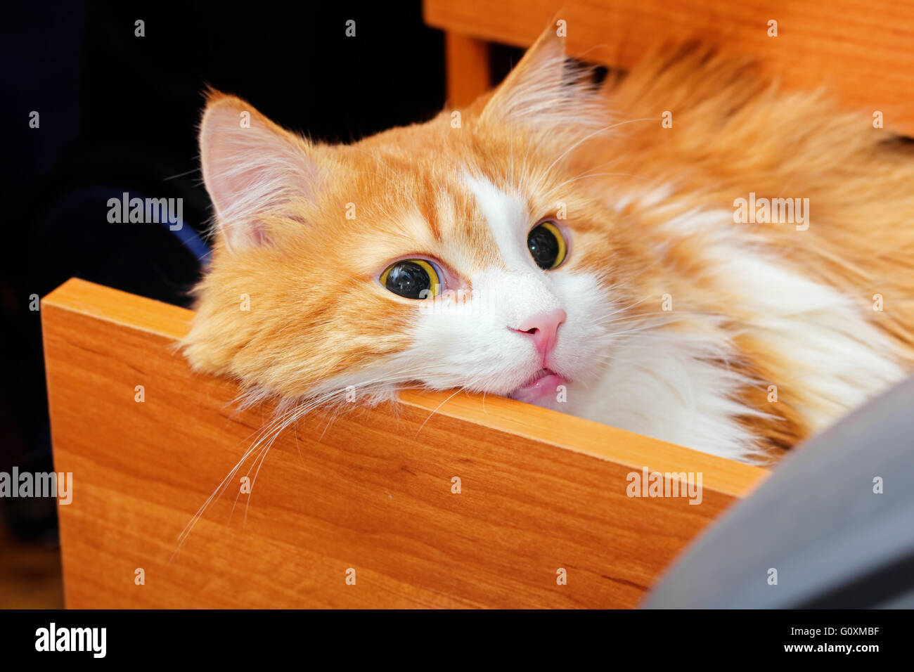 Schöne große rote Katze in Schreibtisch-Schublade Stockfoto