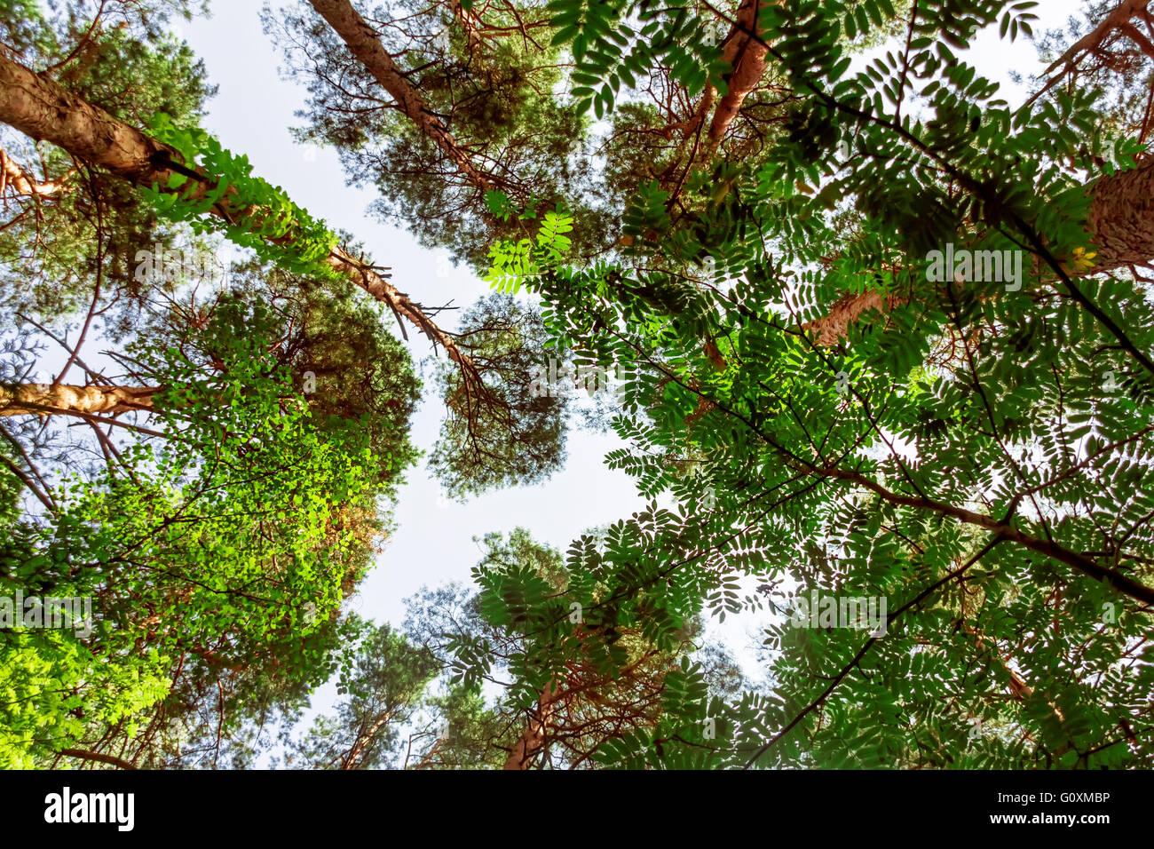 Baumkronen Sommertag am Hintergrund des blauen Himmels Stockfoto