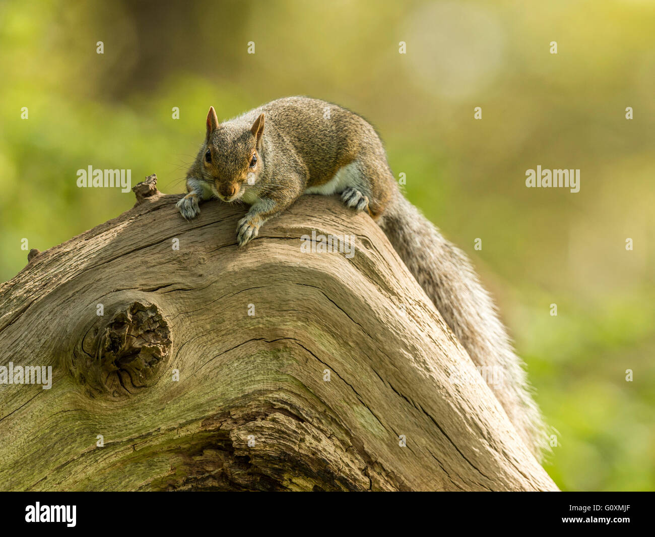 Graue Eichhörnchen (Sciurus Carolinensis) auf Nahrungssuche im Wald Einstellung, baufälligen Faulenzen am Log, Hintergrund isoliert. Stockfoto