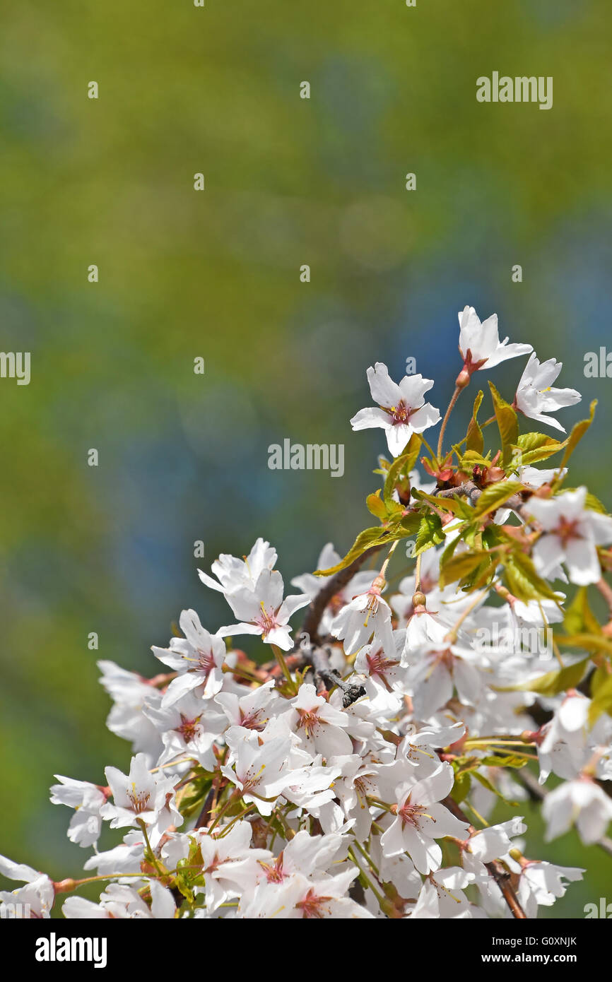 Zweig der weiße Kirschblüte Sakura Blumen mit frischen Knospen über Hintergrund des blauen Himmels und grüne Federblättern Stockfoto