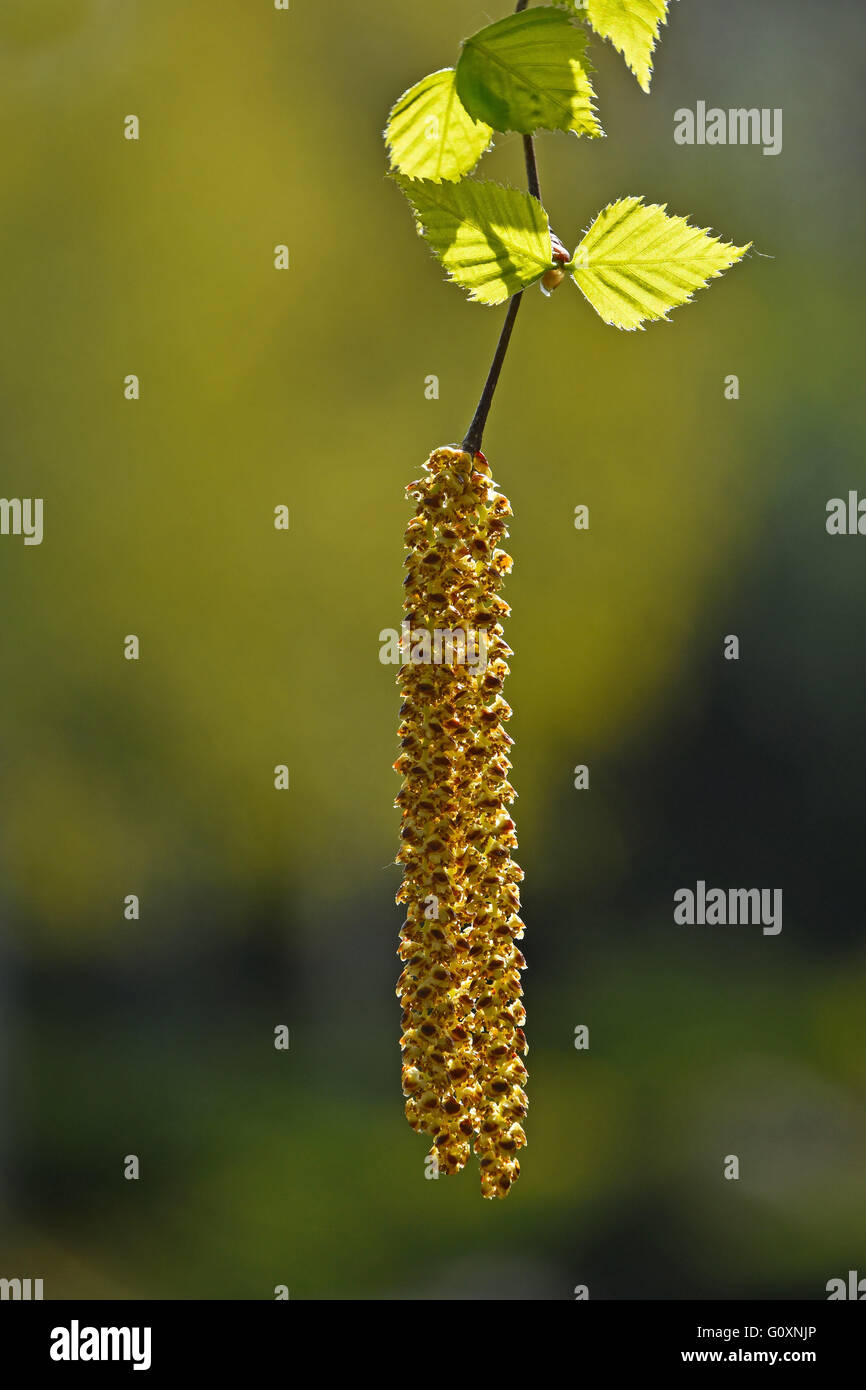 Zweig der hängenden frische Birke Baum Knospen und neue Blätter über Hintergrund des jungen Frühlingsgrün Stockfoto