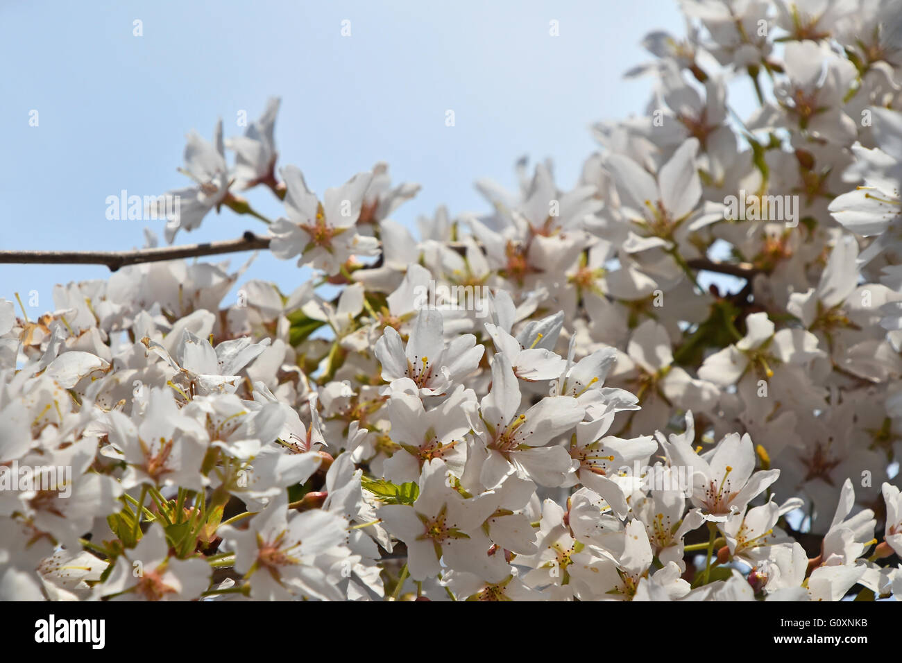 Weiße Kirschblüte Sakura Blüten mit grünen Blättern und frische neue Knospen über klaren, blauen Himmelshintergrund Stockfoto