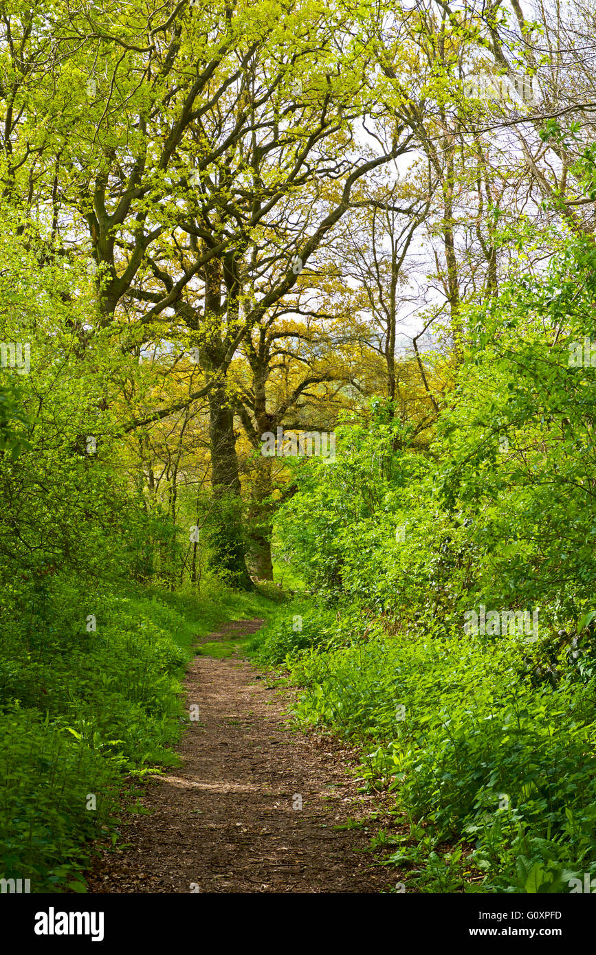 Green Lane in der Nähe von Flatford, Essex, England UK Stockfoto