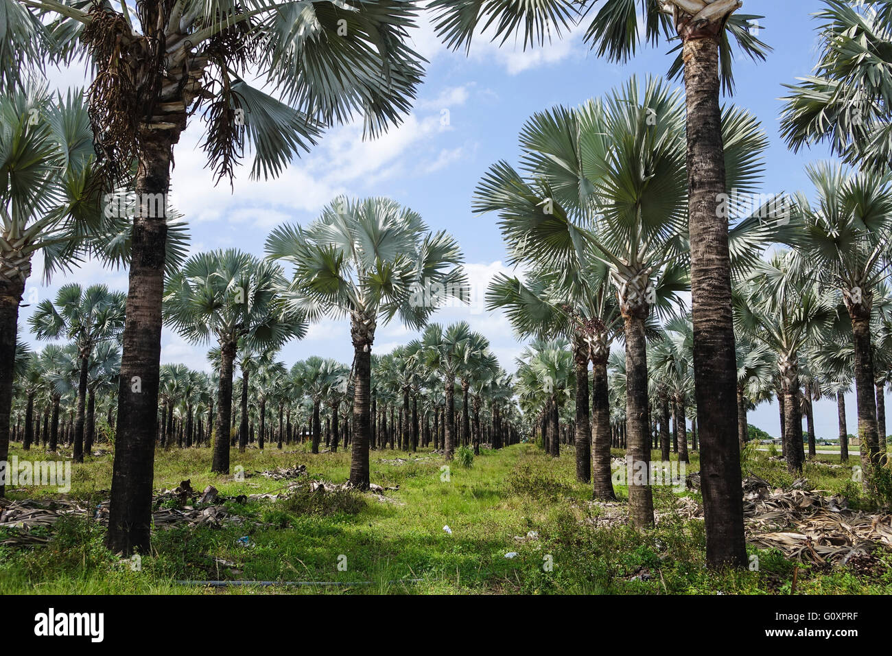 Wachsenden Palmen in Florida Stockfoto