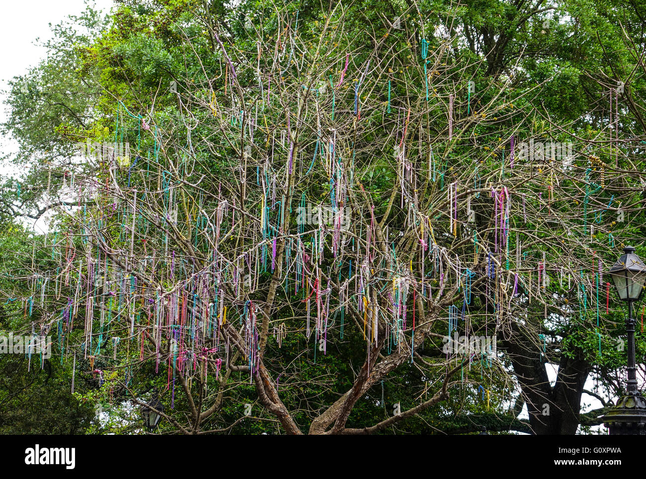 Bunte Ketten hängen in den Bäumen von New Orleans Stockfoto