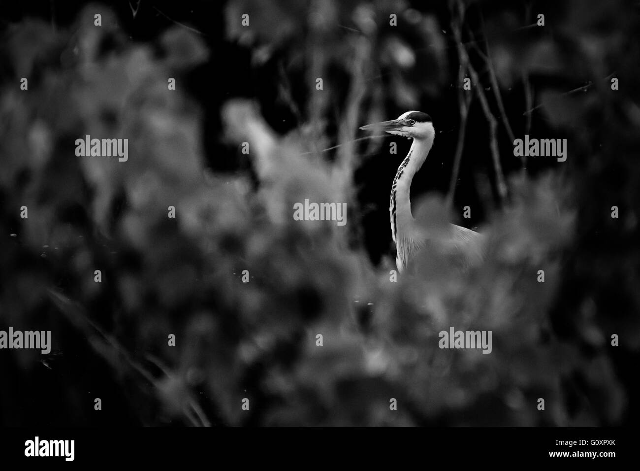 Heron Vogel versteckt durch Büsche gesehen Stockfoto