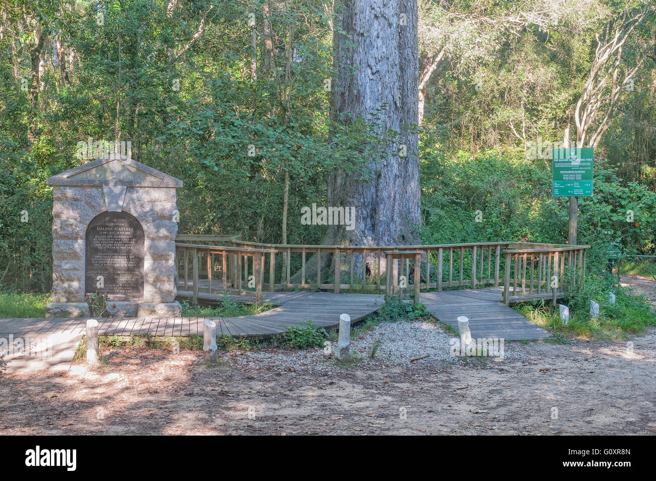 MILLWOOD, Südafrika - 4. März 2016: Ein Denkmal und 880 Jahre alten Baum im Knysna Wald gewidmet von Dalene Matthee Stockfoto