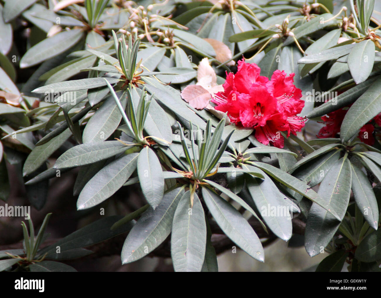 Rhododendron Arboreum Baum Rhododendron, immergrüner Strauch oder kleiner Baum mit roten Blüten in Büscheln Stockfoto