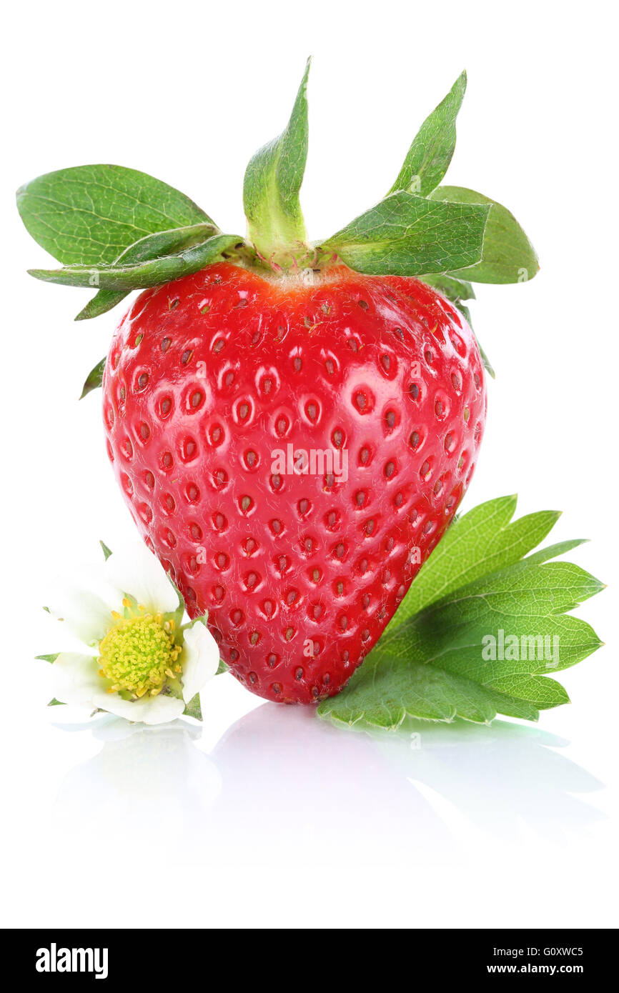 Erdbeere Beerenfrucht mit Blättern isoliert auf weißem Hintergrund Stockfoto