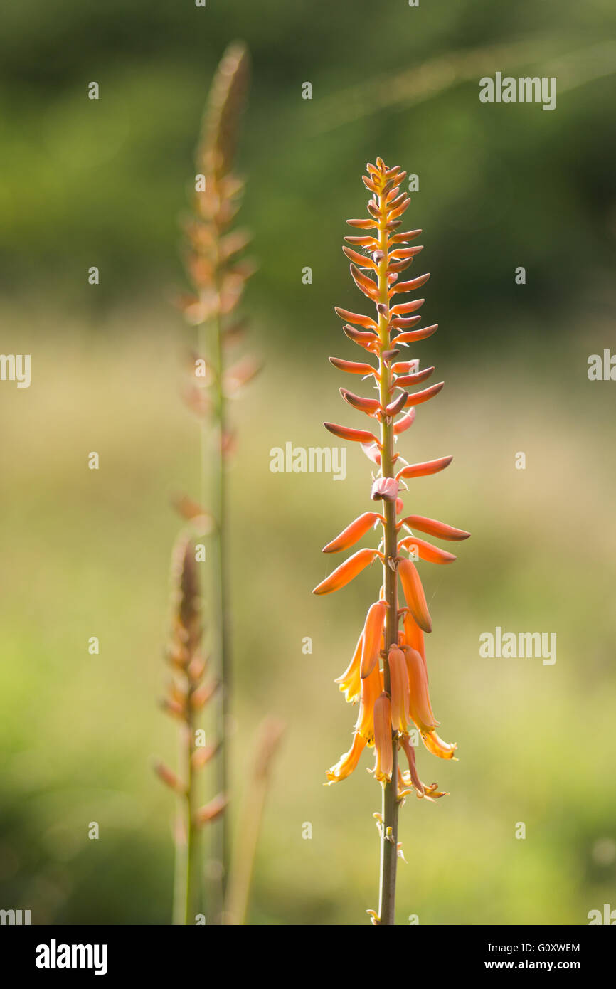 Orangefarbene Blume Spitzen von Aloe Vera in Garten Stockfotografie - Alamy