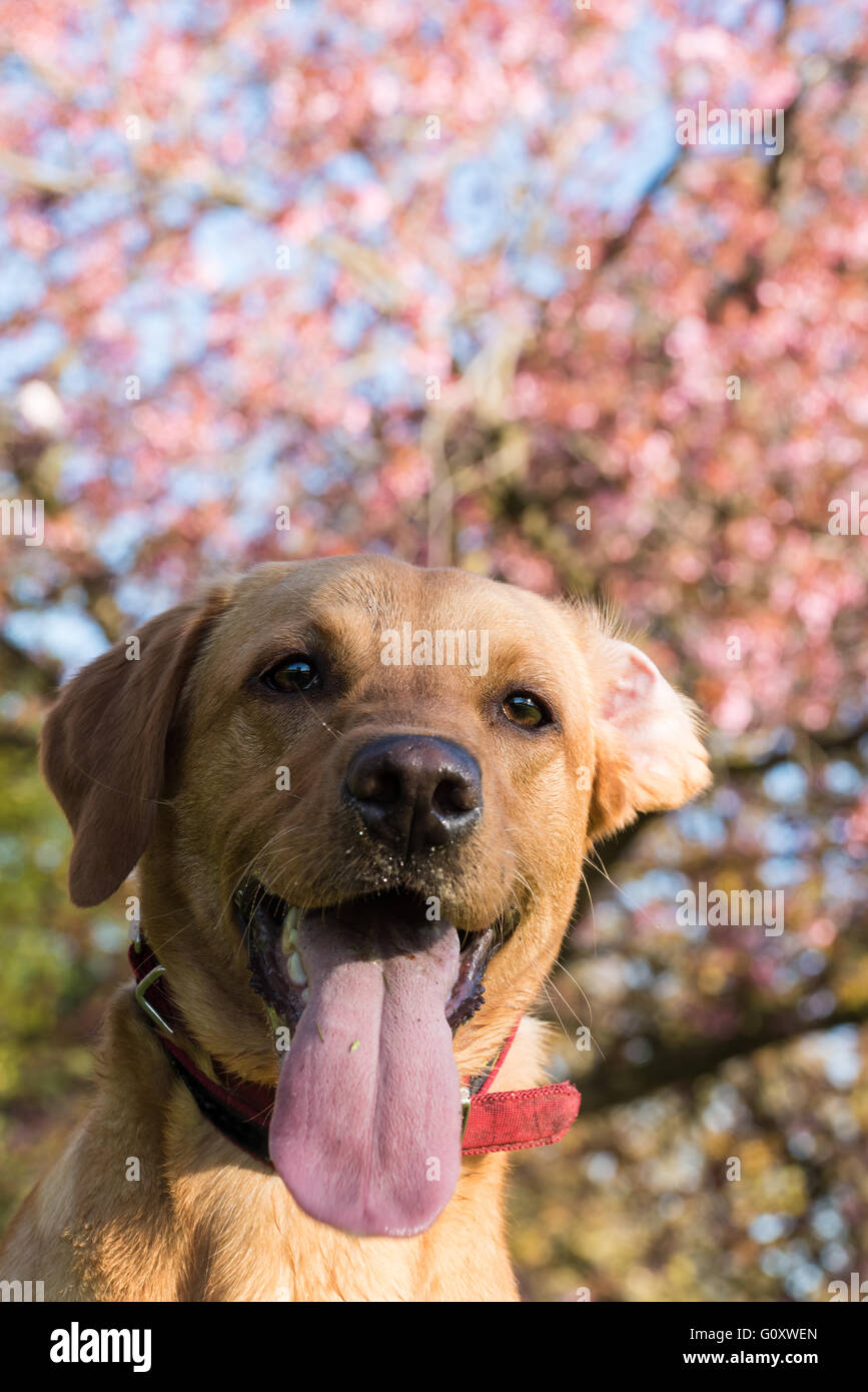Happy Dog mit Zunge heraus. Stockfoto