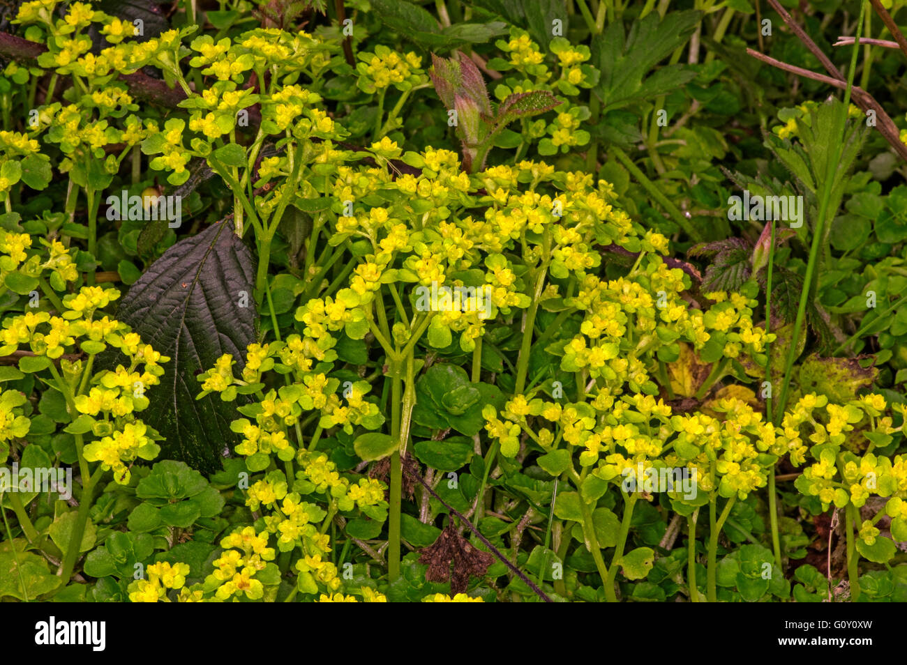 Gegenteil-leaved Golden Steinbrech. Häufig in feuchten Wäldern bilden Dichte Matte im zeitigen Frühjahr Stockfoto