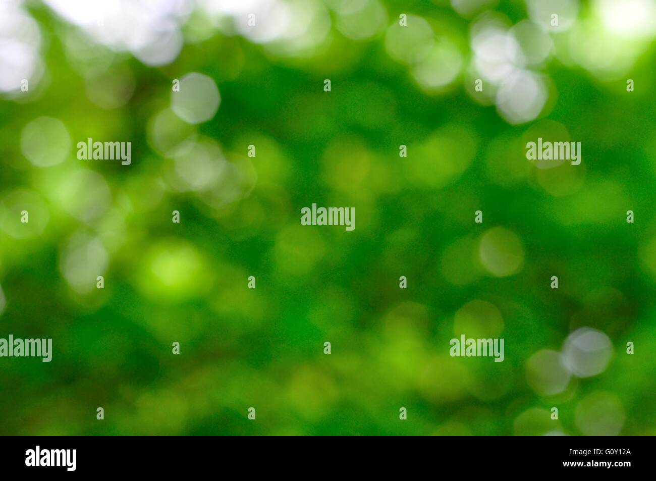 Natürliche grüne unscharfen Hintergrund Stockfoto