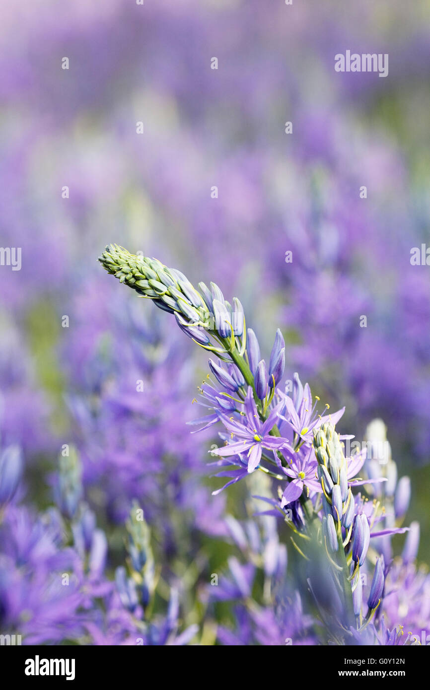 Camassia Leichtinii Subspecies Suksdorfii Blüten im Frühjahr. Stockfoto