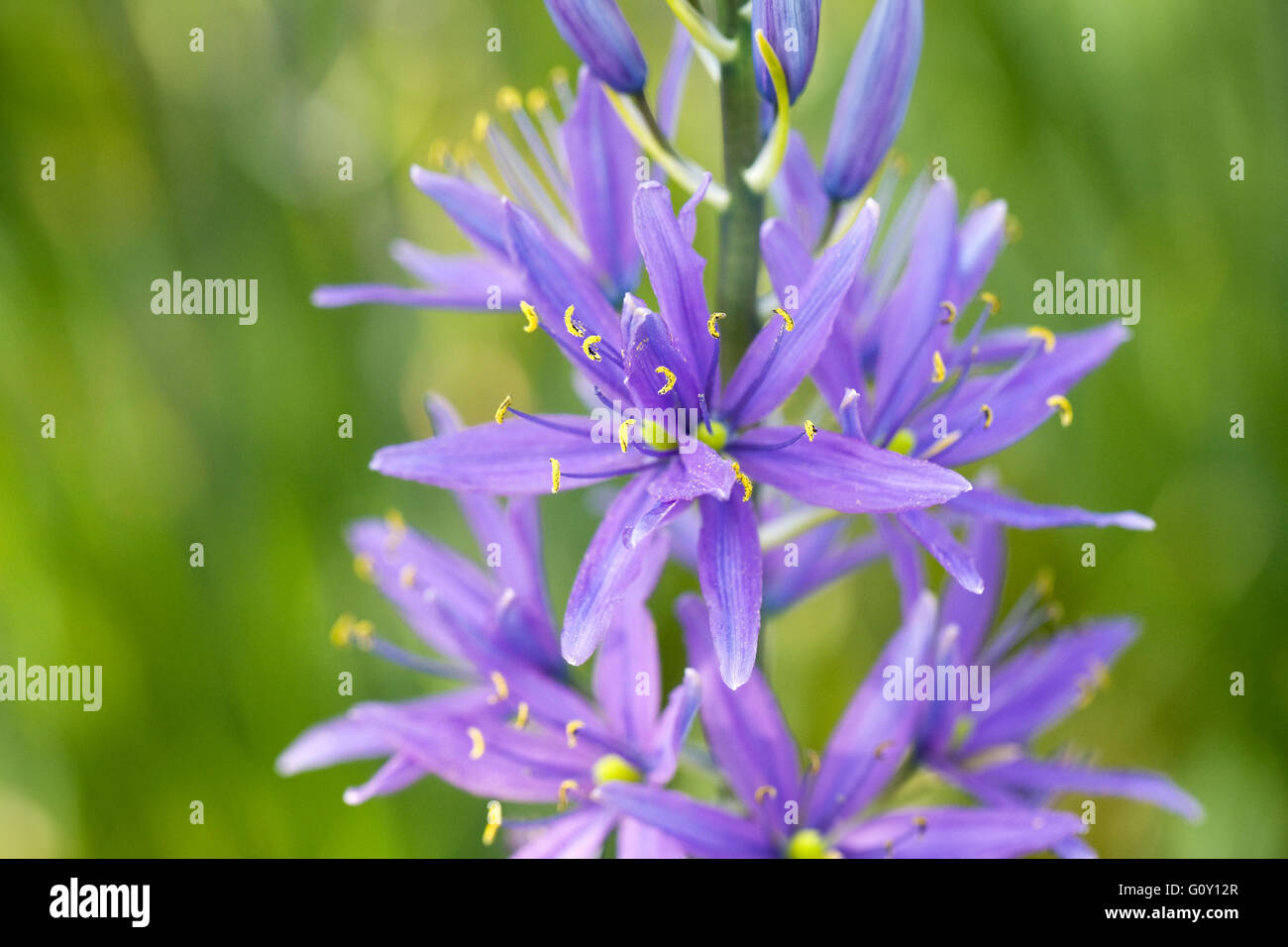 Camassia Leichtinii Subspecies Suksdorfii Blüten im Frühjahr. Stockfoto