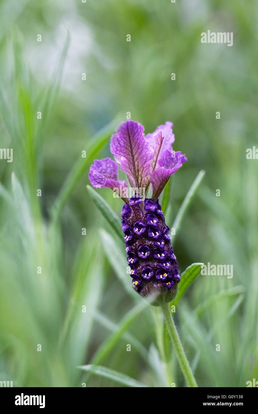 Lavandula Stoechas. Französischer Lavendel Blume. Stockfoto