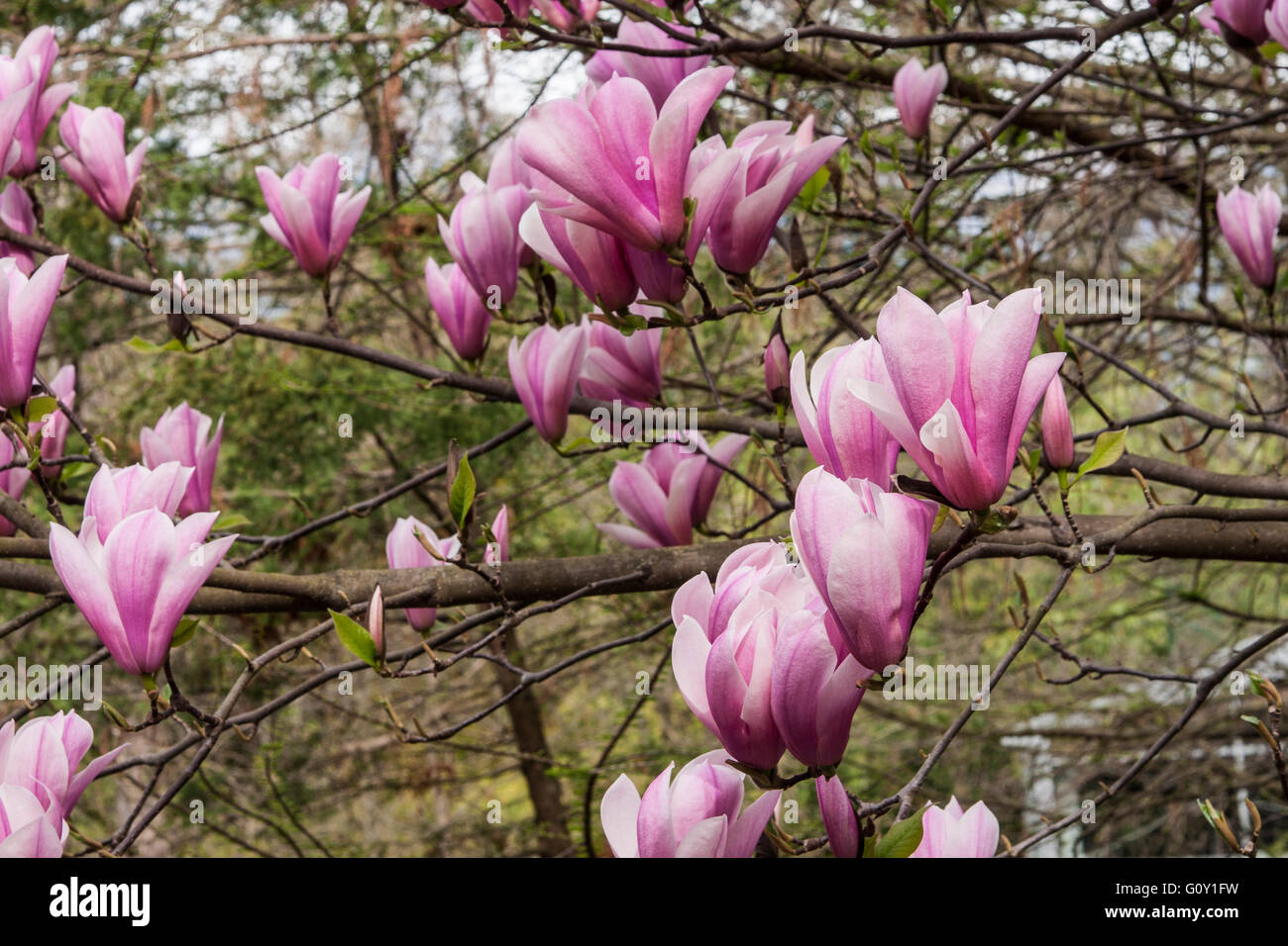 Magnoliaceae, Magnolia. Pflanze Blüte der Magnolie. Stockfoto