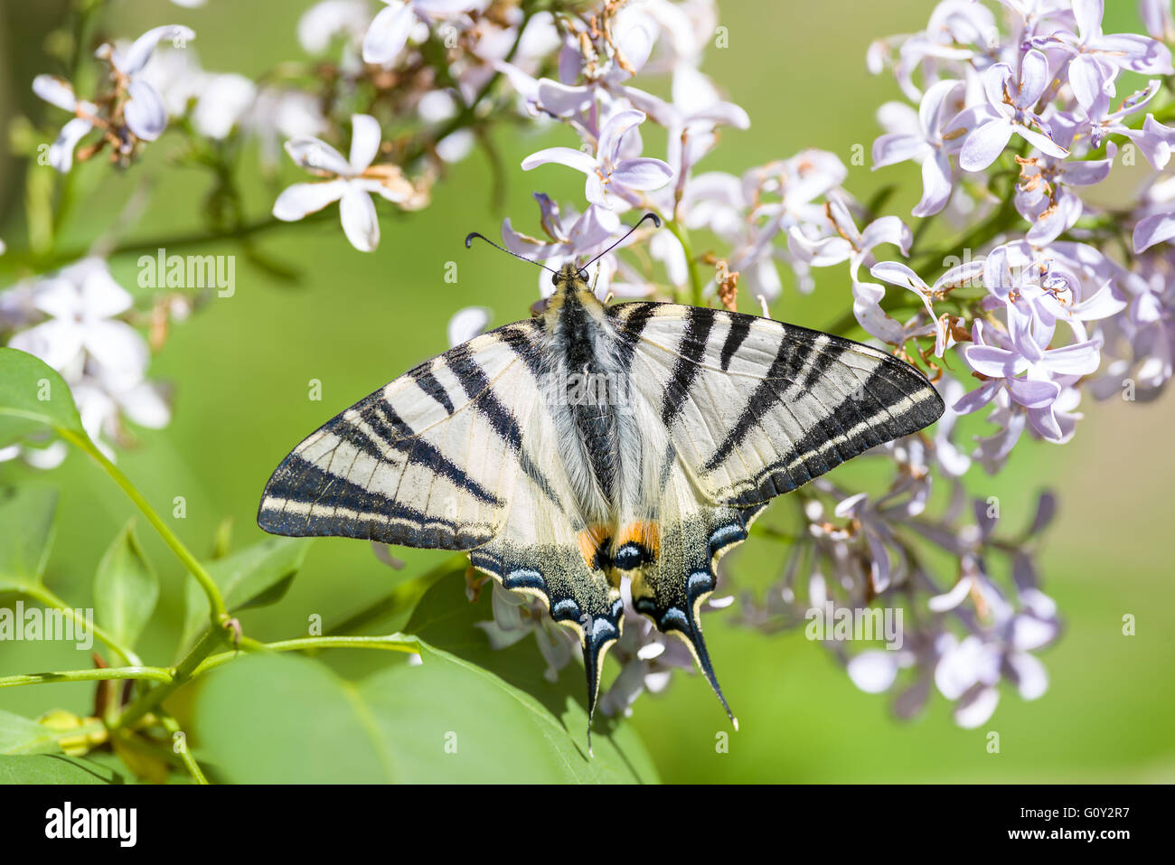 Knappen Schwalbenschwanz, Schmetterling der Familie Papilionidae Stockfoto