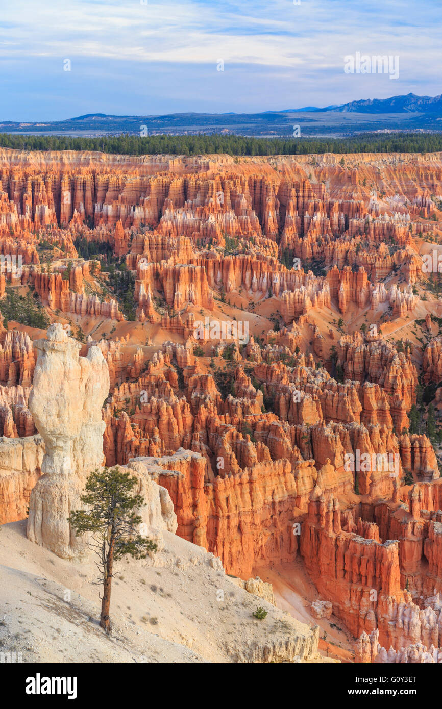 Hoodoos angesehen vom Trail unter Bryce Point im Bryce-Canyon-Nationalpark, utah Stockfoto