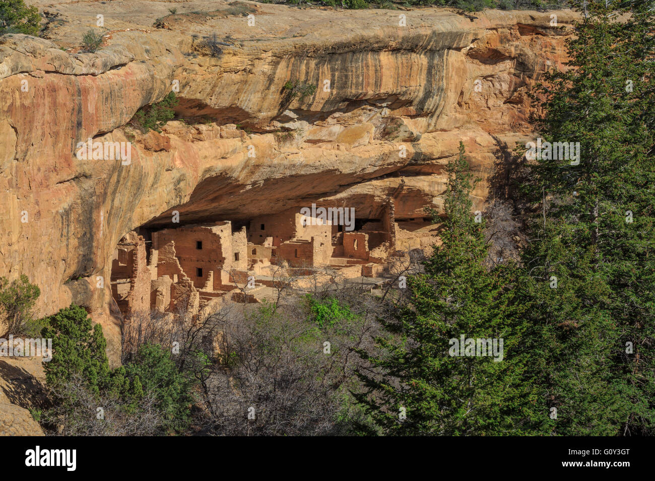 Fichte Baumhaus Cliff Behausung im Mesa-Verde-Nationalpark, colorado Stockfoto