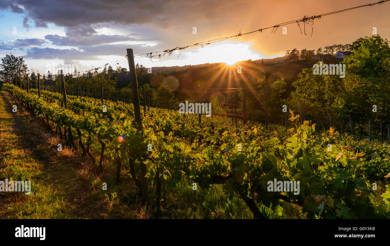 Schönen Weinberg mit dramatischer Himmel und Strahlen der Abendsonne Stockfoto