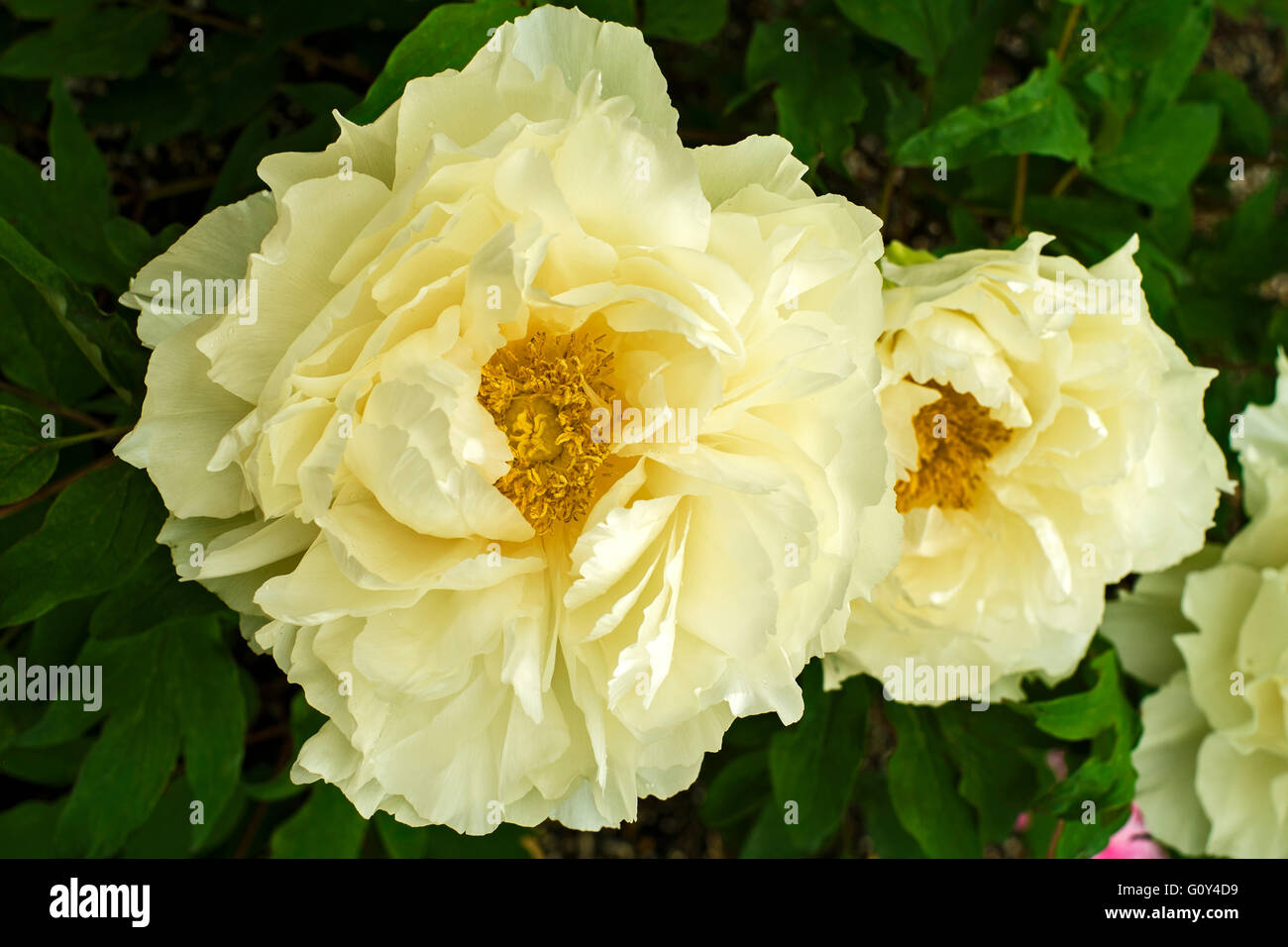 Paeonia suffruticosa Stockfoto