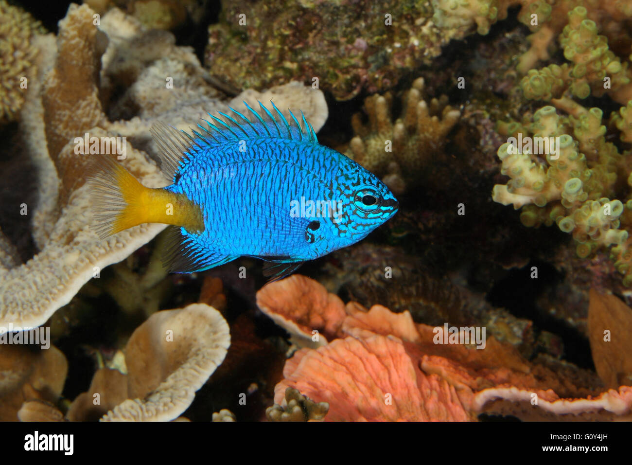 Gelbschwanz Riffbarsche, Goldtail Demoiselle, Chrysiptera Parasema im Riffaquarium Emiliano Spada Stockfoto