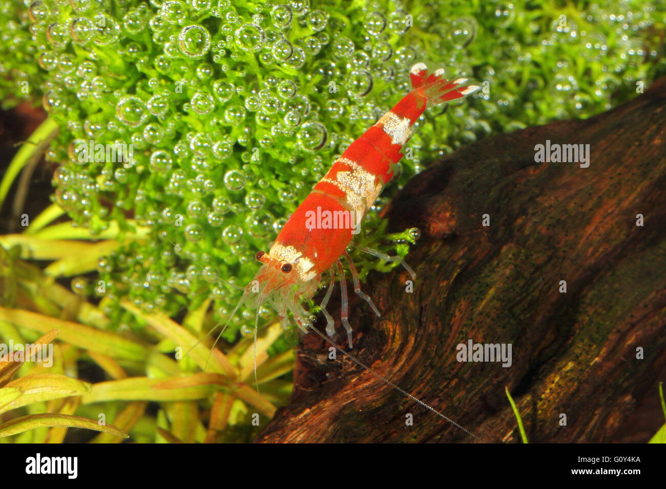 Crystal red Garnelen, rote Bienengarnele, Caridina Cantonensis im Hause Süßwasseraquarium Emiliano Spada vgl. Stockfoto