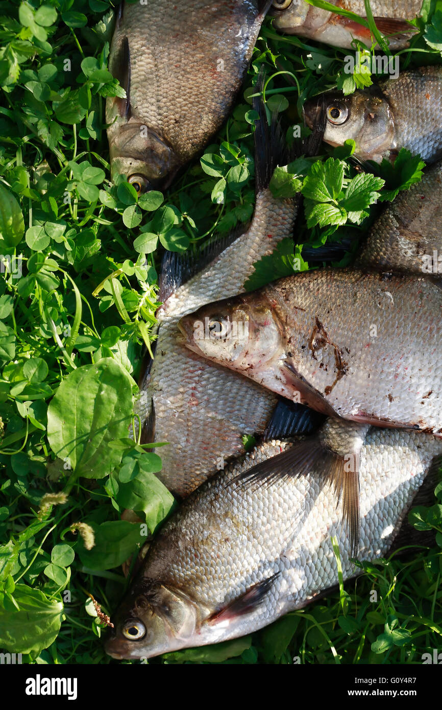 Nahaufnahme der frische Flussfisch gesetzt auf dem grünen Rasen Stockfoto