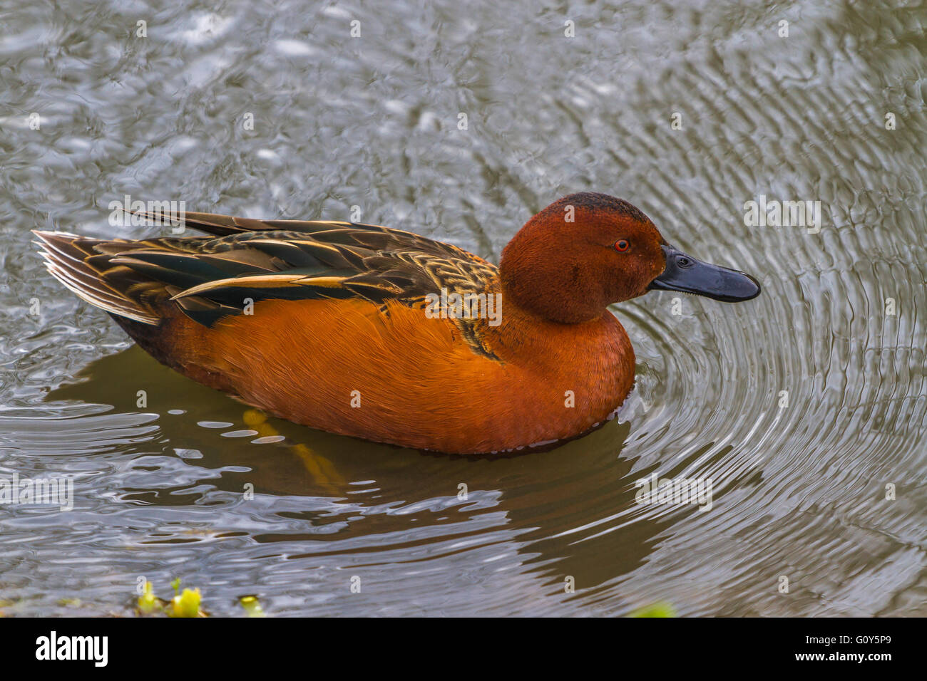 Nördlichen Zimt Teal an Slimbridge Stockfoto