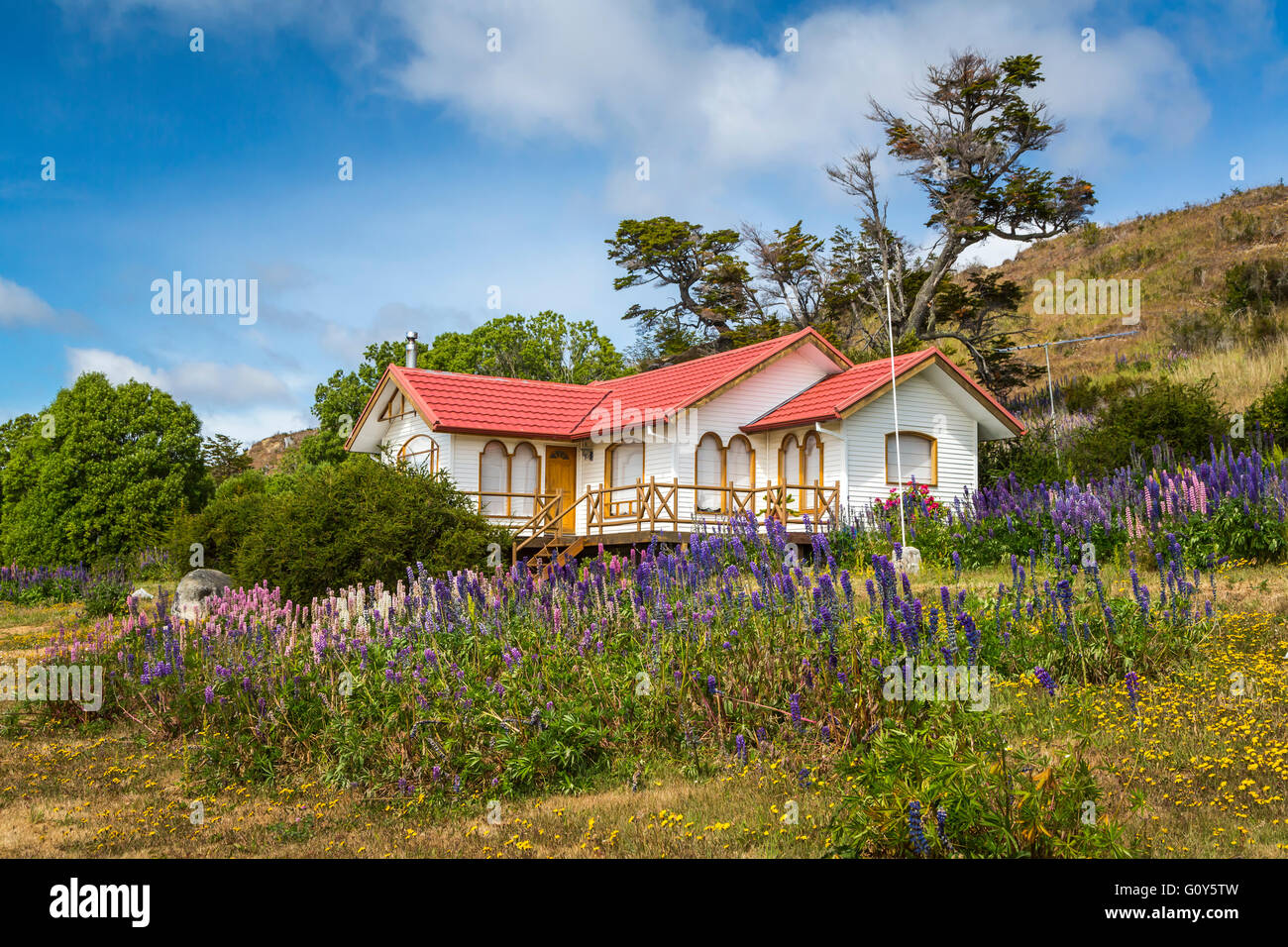 Ein Haus mit lupine Wildblumen auf der Straße von Magellan in der Nähe von Punta Arenas, Patagonien, Chile, Südamerika. Stockfoto