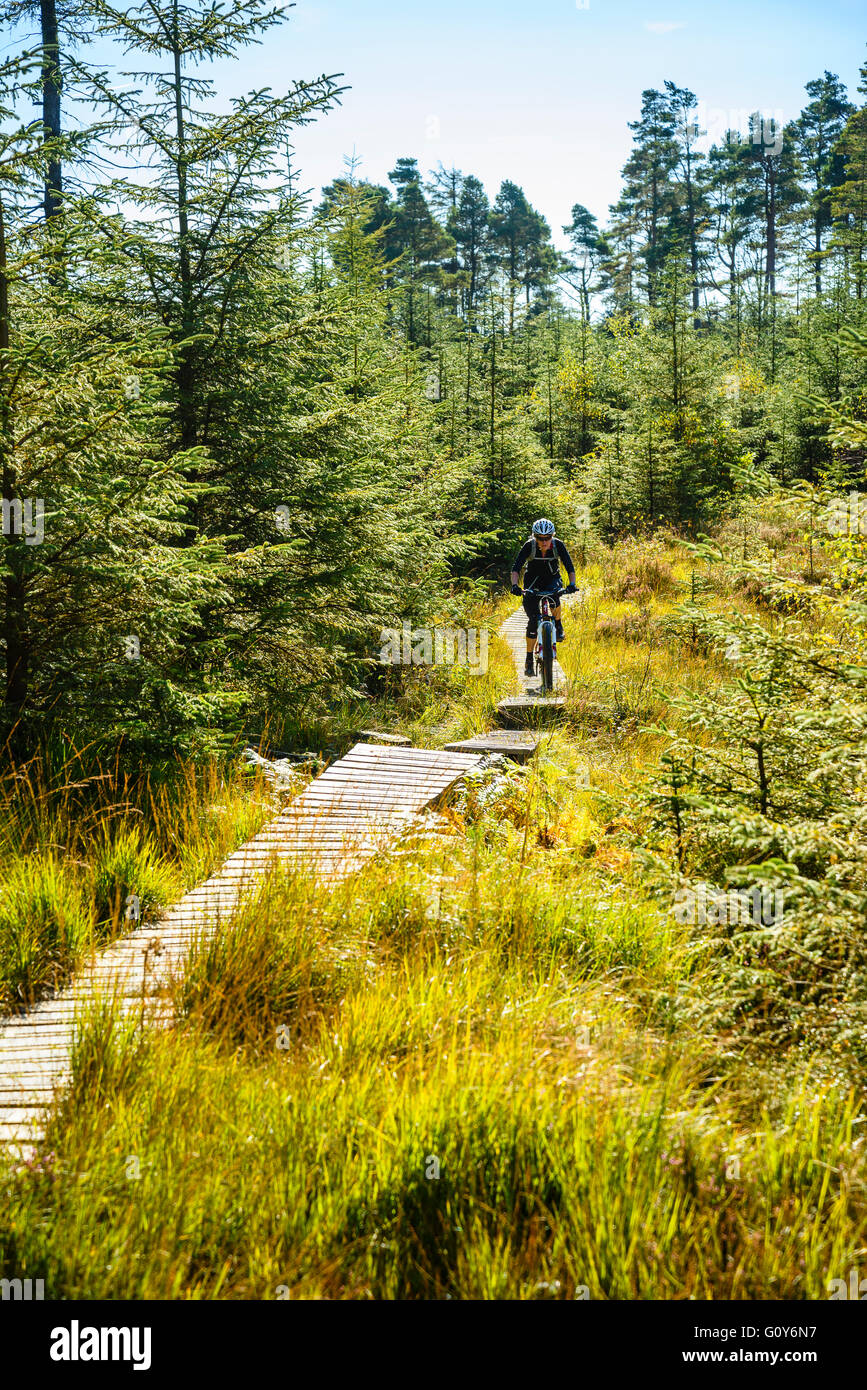 Weibliche Mountainbiker auf der North Face Trail eine speziell gebaute Trail um Grizedale Forest im Lake District Stockfoto