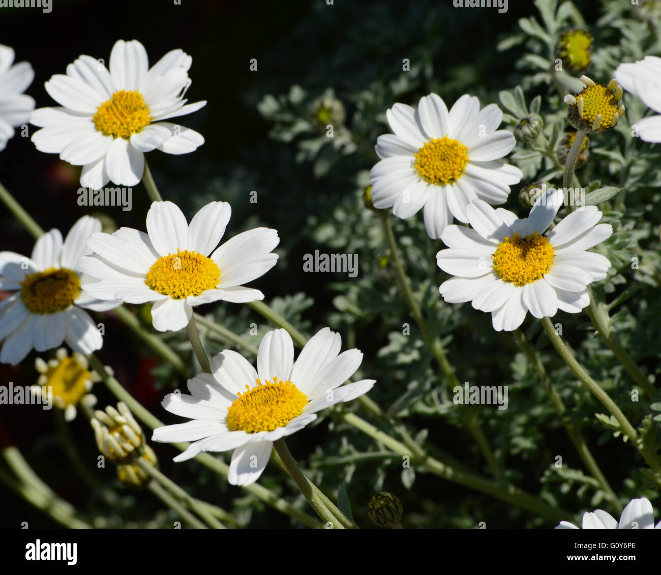 Margeriten, große weiße Gänseblümchen-Blüten Stockfoto