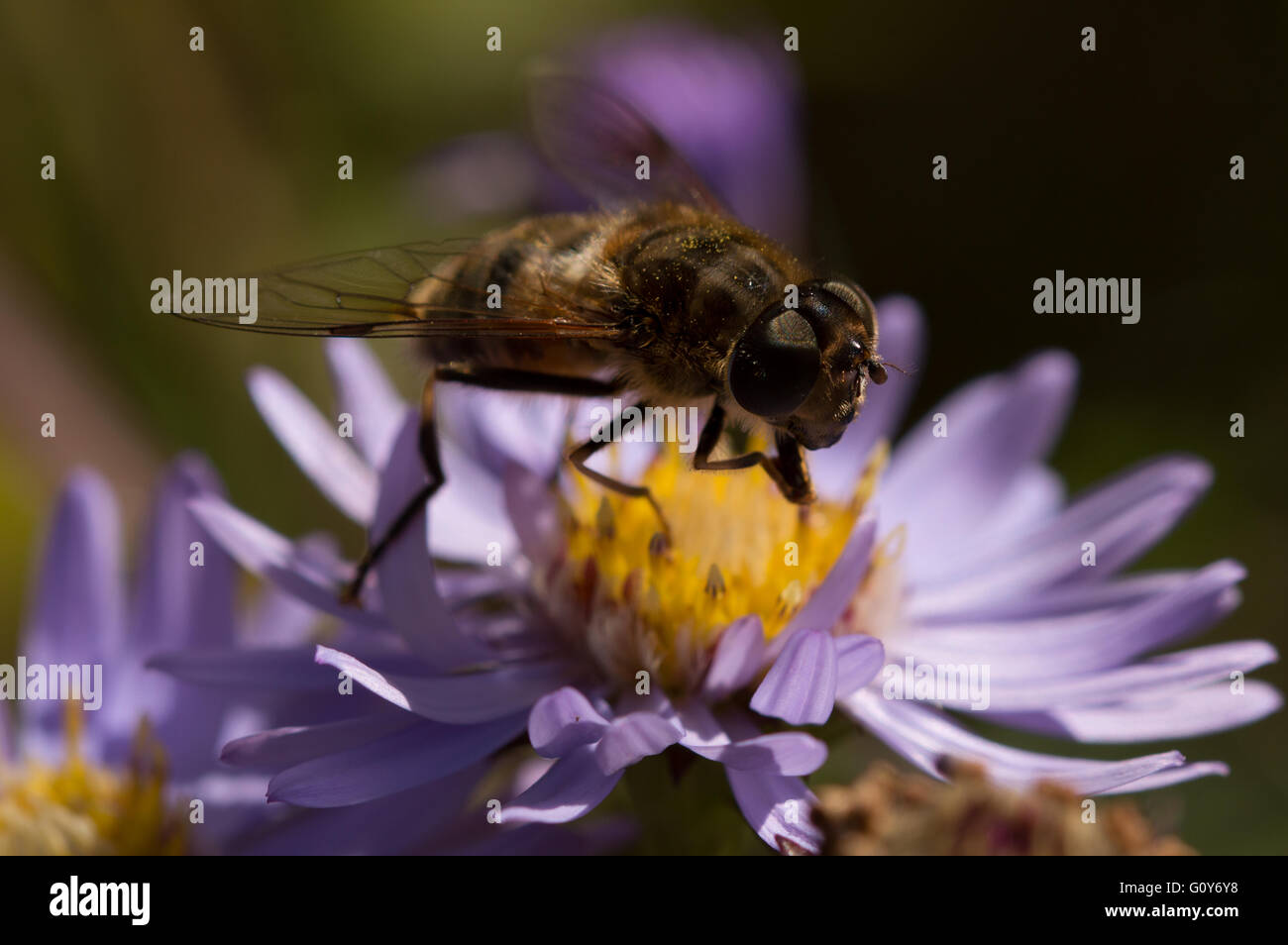 Ein Hoverfly (Eristalis Pertinax) auf einer Blume Aster. Stockfoto