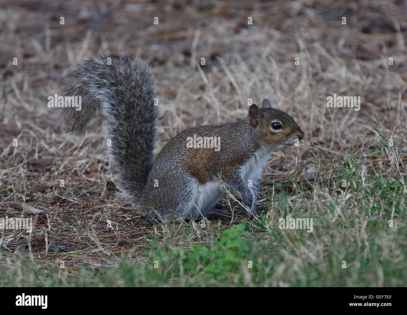 Östliche graue Eichhörnchen (Sciurus Carolinensis) Stockfoto